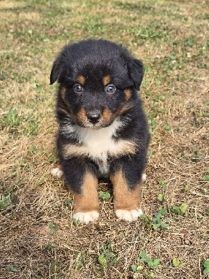 CHIOT 6
