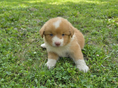 CHIOT 5