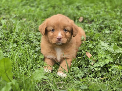 CHIOT 5