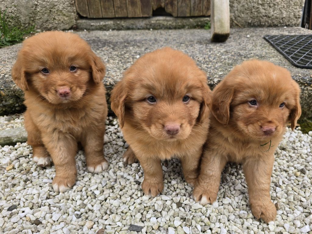 du Chemin d'Ava - Chiots disponibles - Retriever de la Nouvelle-Ecosse