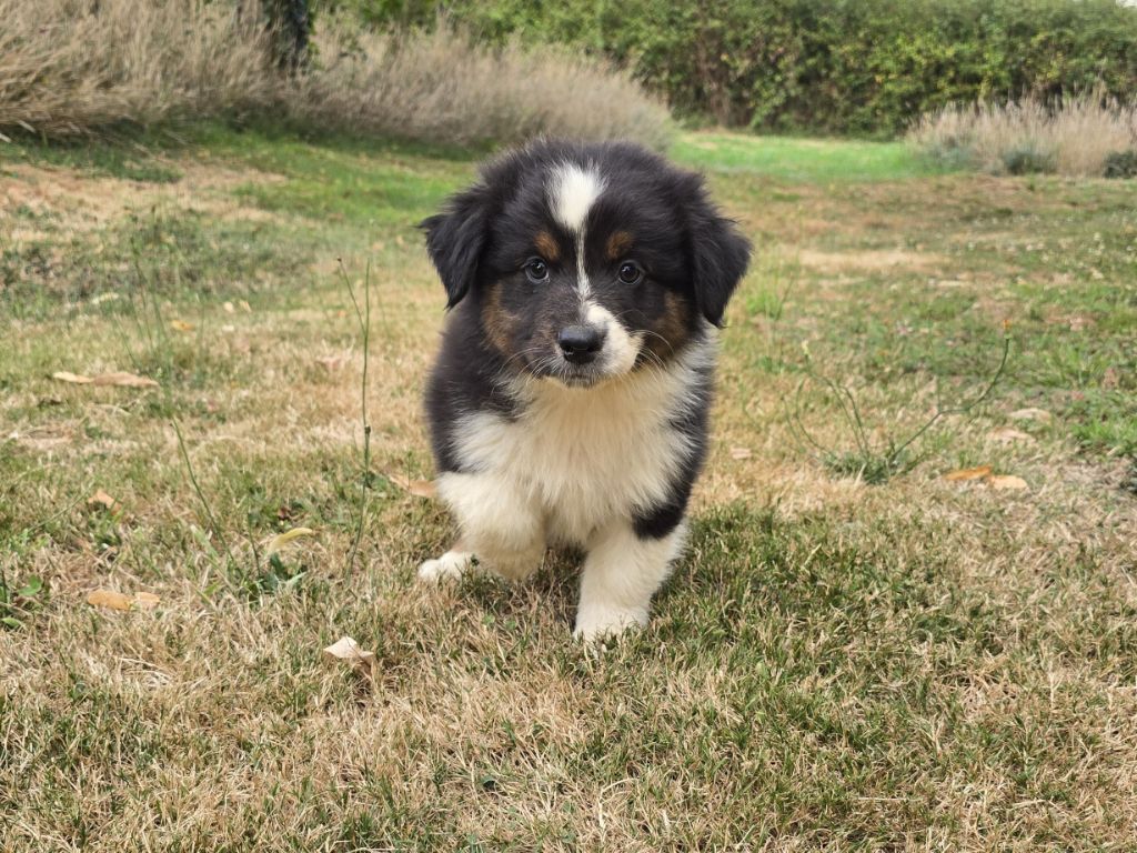 du Chemin d'Ava - Chiots disponibles - Berger Australien