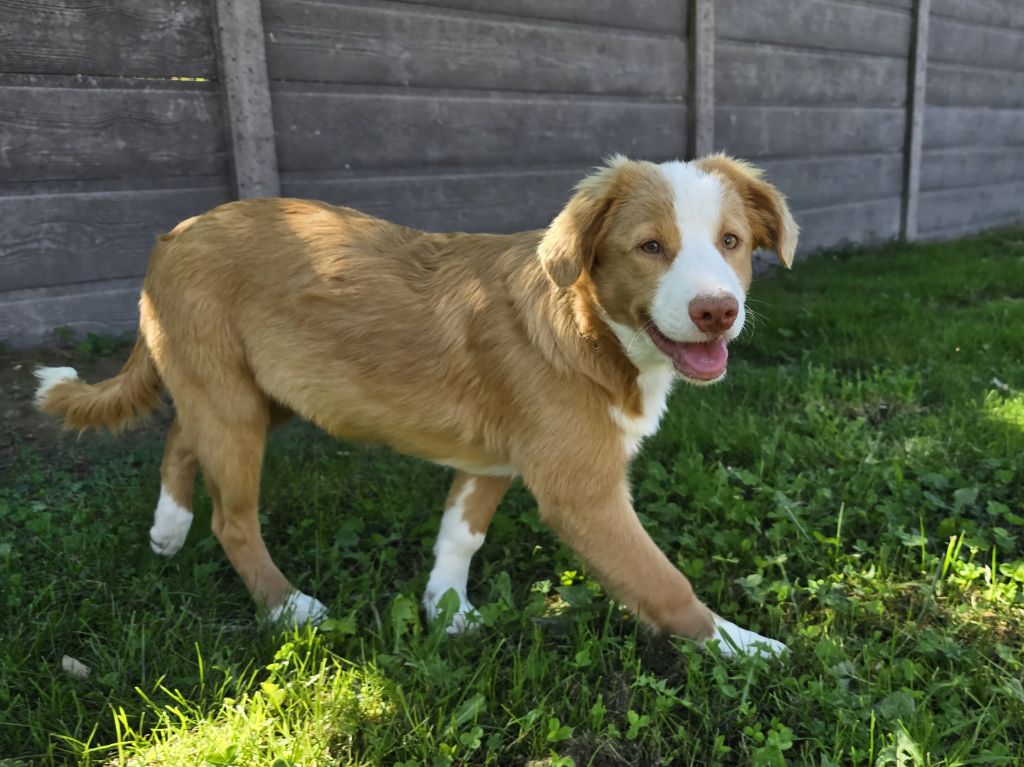 du Chemin d'Ava - Chiots disponibles - Retriever de la Nouvelle-Ecosse