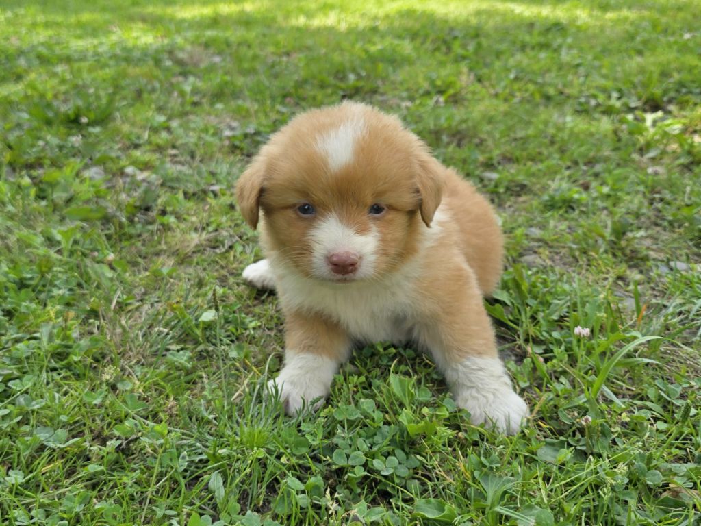 du Chemin d'Ava - Chiots disponibles - Retriever de la Nouvelle-Ecosse