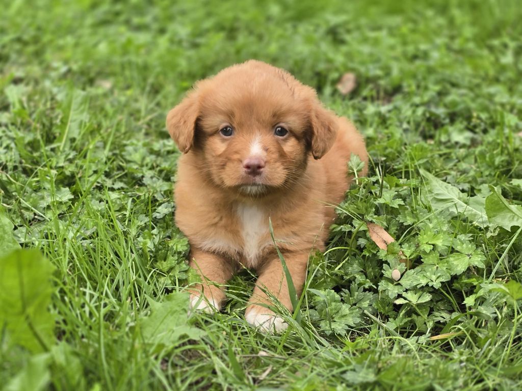 du Chemin d'Ava - Chiots disponibles - Retriever de la Nouvelle-Ecosse