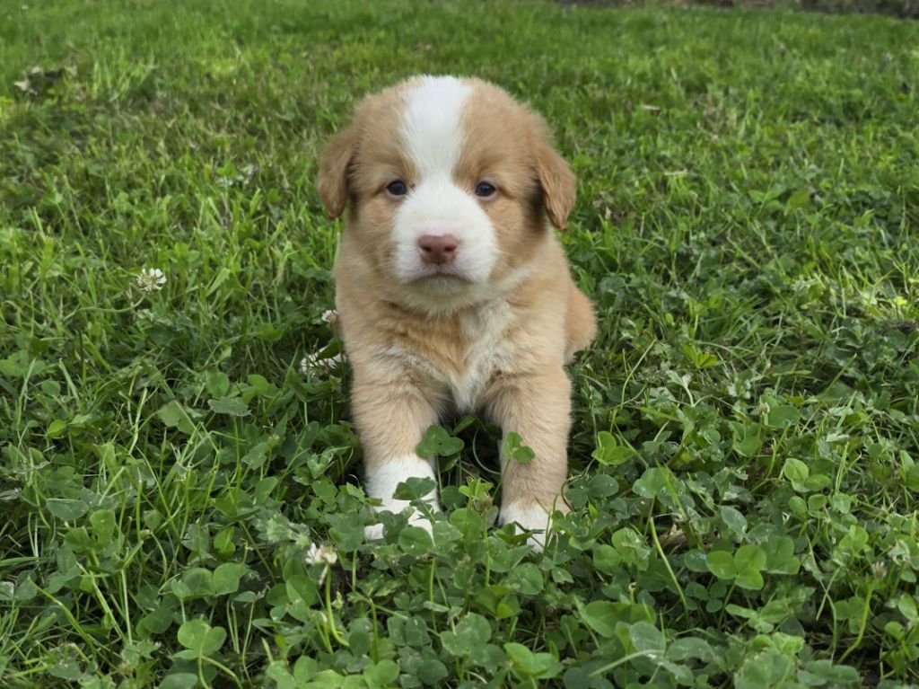 du Chemin d'Ava - Chiots disponibles - Retriever de la Nouvelle-Ecosse