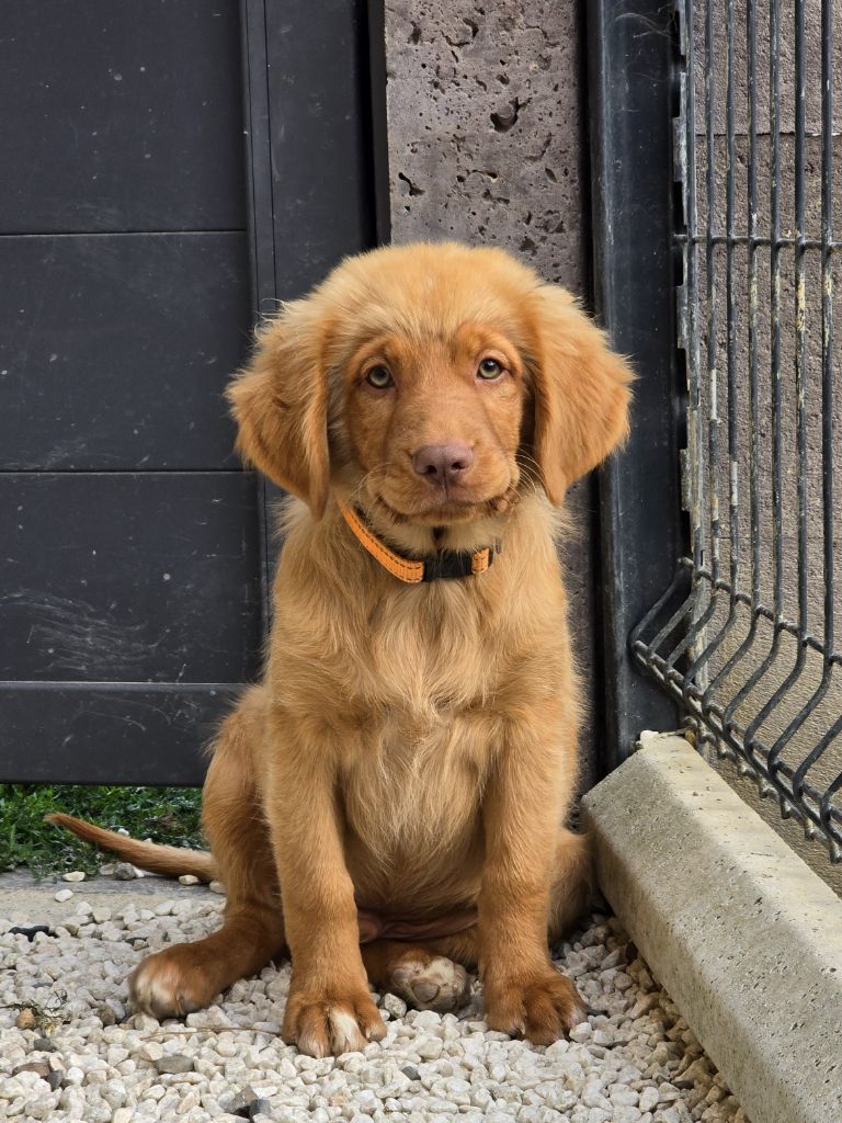 du Chemin d'Ava - Chiots disponibles - Retriever de la Nouvelle-Ecosse
