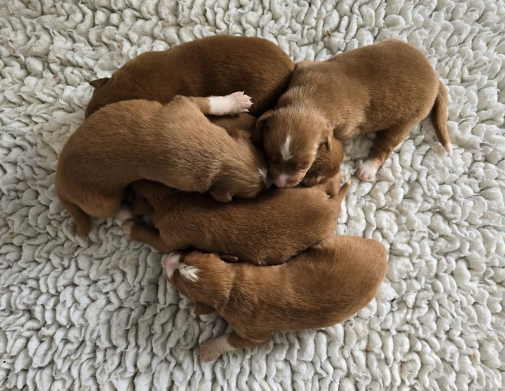 Chiot Retriever de la Nouvelle-Ecosse du Chemin d'Ava