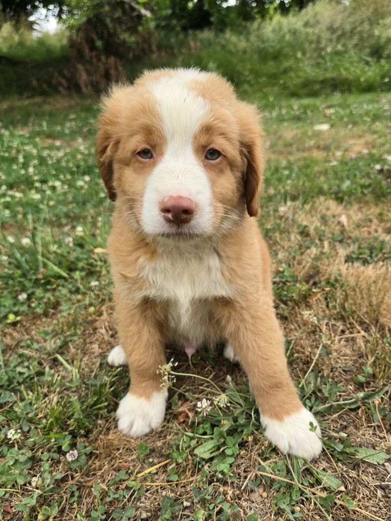 du Chemin d'Ava - Retriever de la Nouvelle-Ecosse - Portée née le 07/05/2025